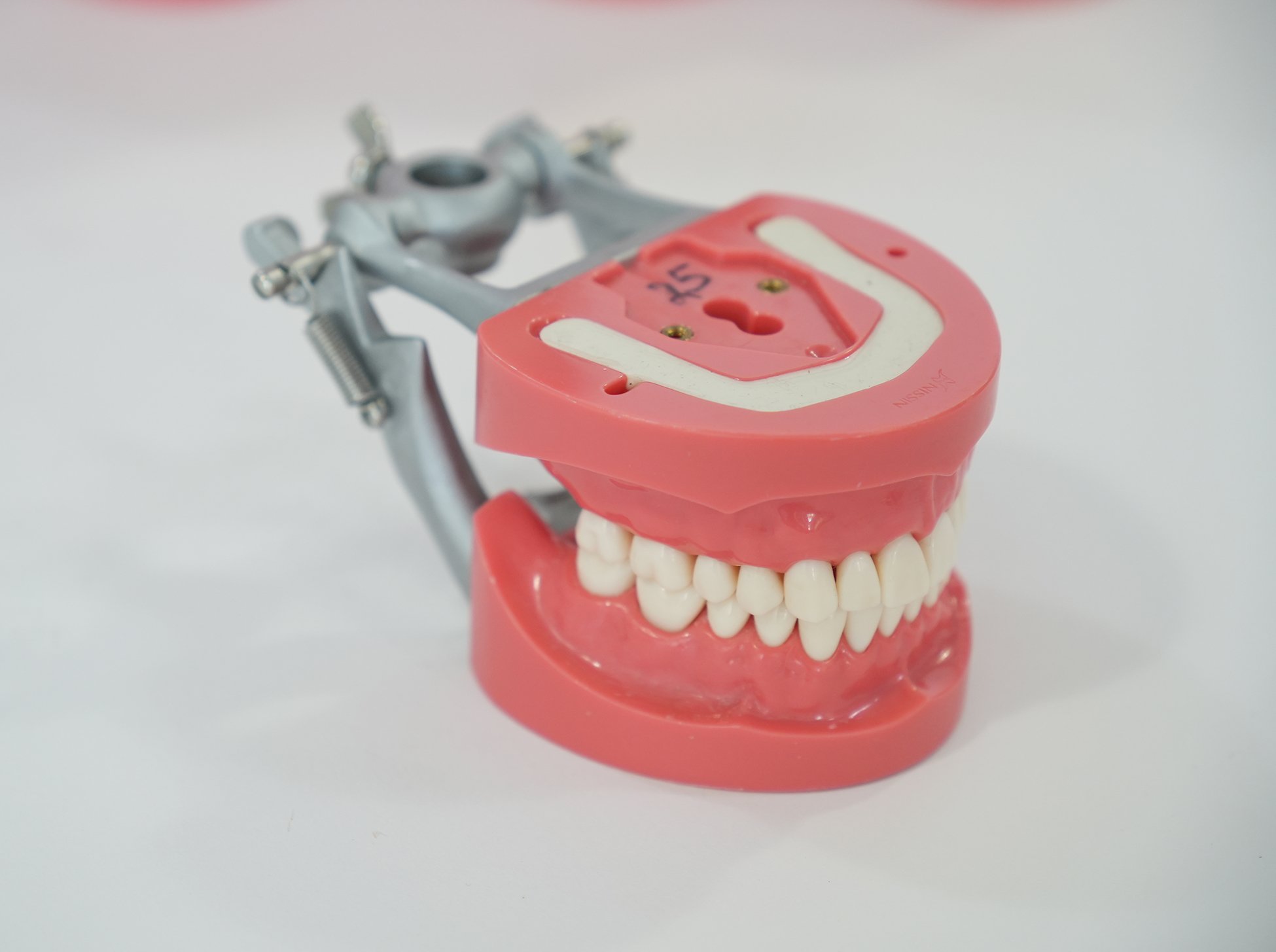 その他 NISSIN DENTAL MODEL Partial Denture Restorative Area | Hard Gingiva Jaw Model [MIS-HD